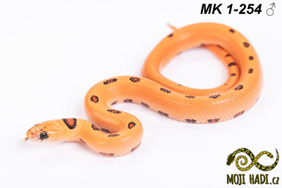 hadi na prodej, mládě, český chov hadů, odchov hadů, mojihadi.cz, Lampropeltis, mexcampb, magmaking, lampropeltis hybrid, lampropeltis mexicana, lampropeltis triangulum campbelli, special snakes, Mexican Kingsnake, Pueblan Milksnake, korálovka, best of snakes